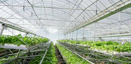 温室大棚-阳光板养殖棚-薄膜蔬菜大棚