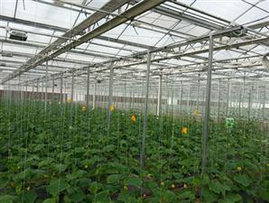 种植温室大棚-蔬菜大棚-花卉温室棚